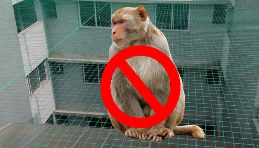 Monkey Safety Nets