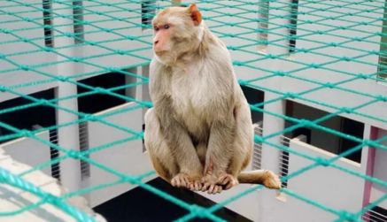 Monkey safety Nets